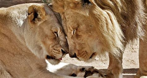 lions dating